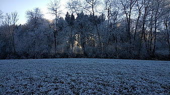 Frosty Winter Forest Landscape with Sunlight
