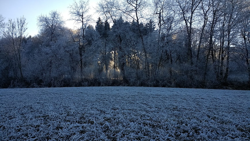 Frosty Winter Forest Landscape with Sunlight
