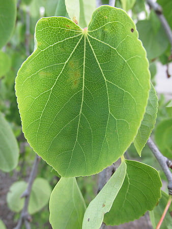 Close-up of vibrant green apricot leaf with detailed veins