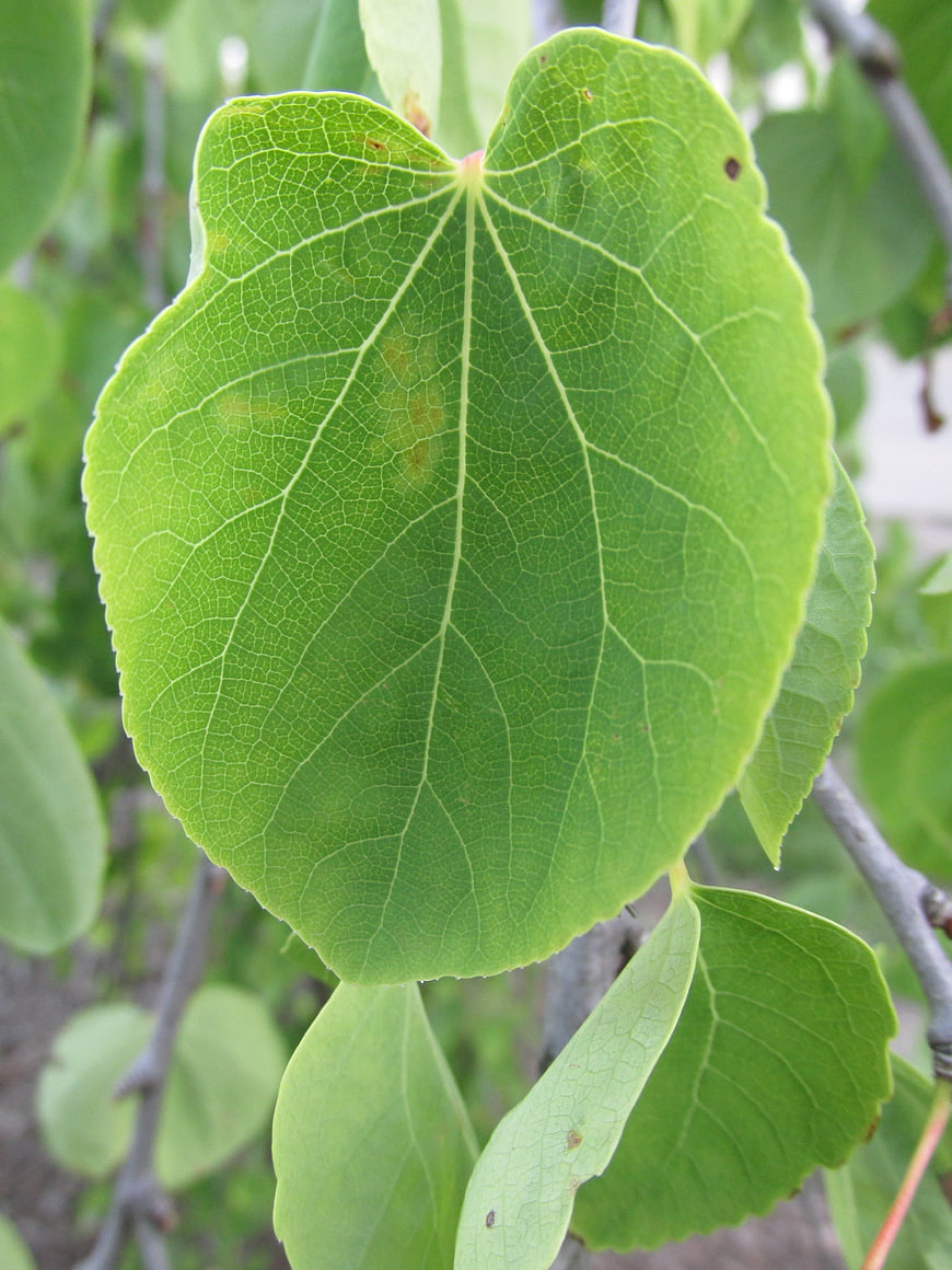 Close-up of vibrant green apricot leaf with detailed veins