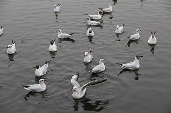 Flock of seagulls swimming in calm lake water