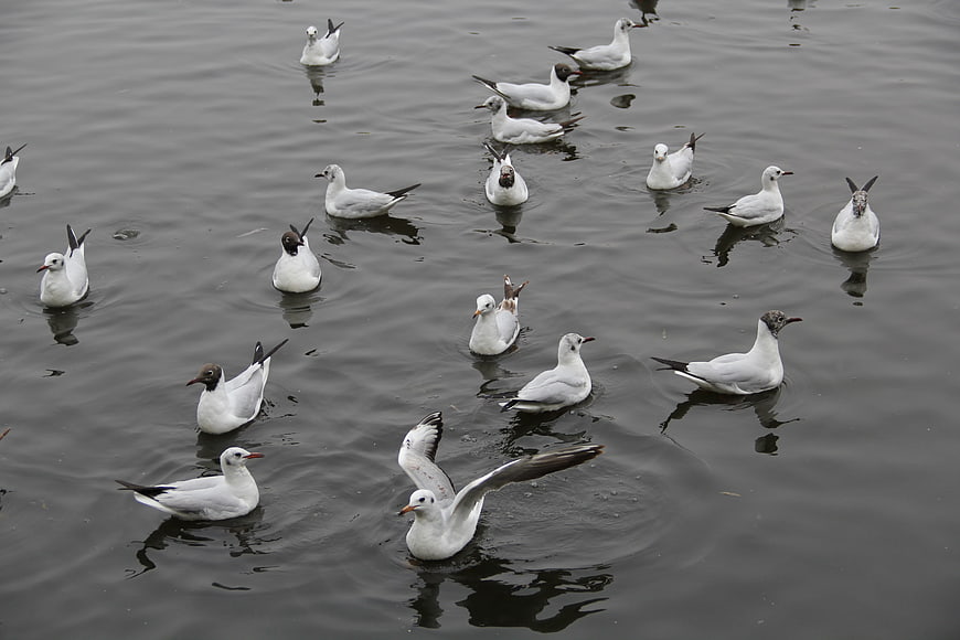 Flock of seagulls swimming in calm lake water