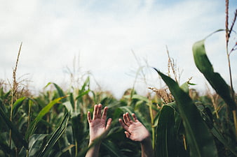Hands reaching up in a lush green cornfield