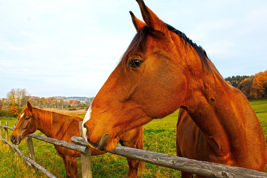 Chestnut Horses In Autumn Pasture Near Wooden Fence