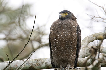Crested Serpent Eagle Perched on Tree Branch
