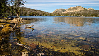 Clear Mountain Lake Shore with Rocky Bottom and Pine Forest