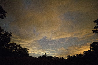 Night Sky with Stars and Clouds Over Silhouetted Trees