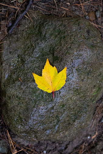 Yellow Maple Leaf on Wet Mossy Rock in Autumn