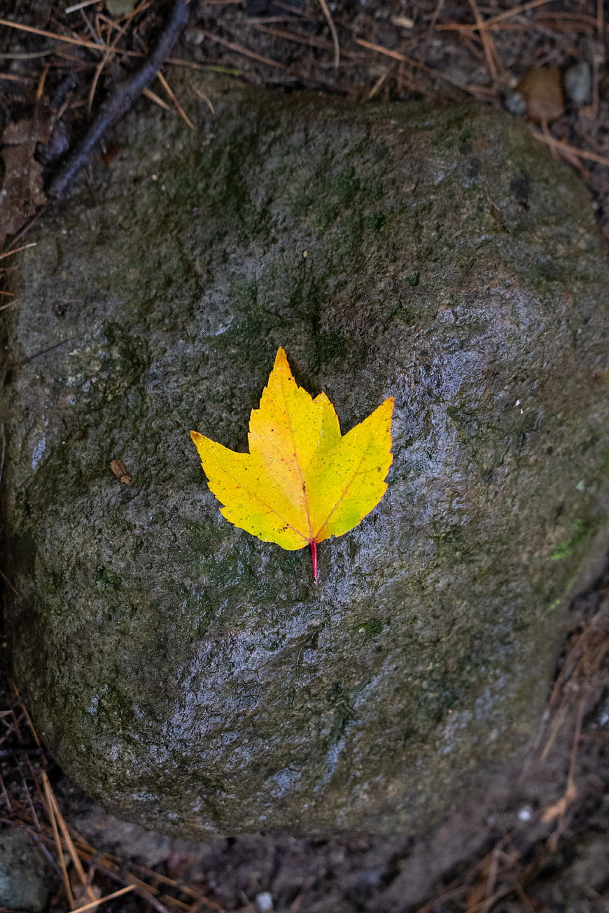 Yellow Maple Leaf on Wet Mossy Rock in Autumn