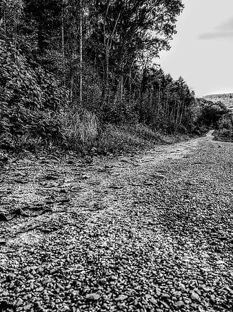 Black and white gravel road winding through dense forest