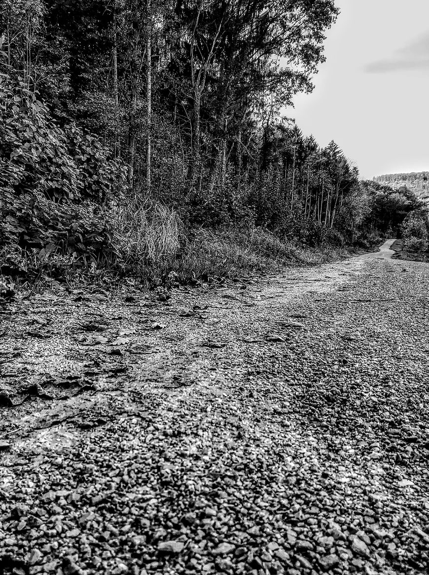 Black and white gravel road winding through dense forest