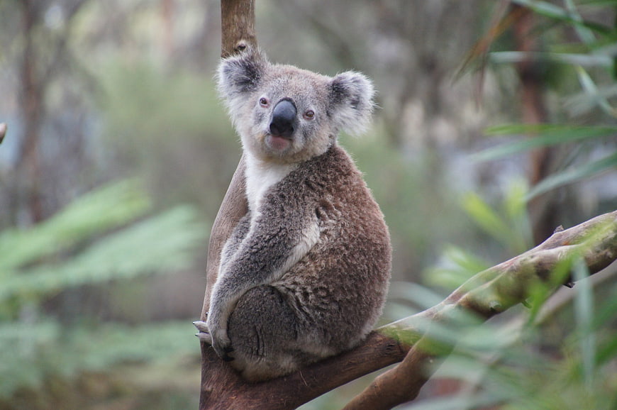 Cute Koala Bear Sitting on Eucalyptus Tree Branch