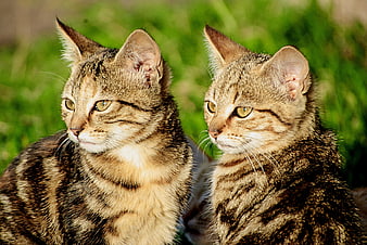 Two Tabby Cats Sitting Together in Green Grass
