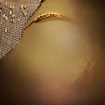 Wheat ear and grains on burlap background