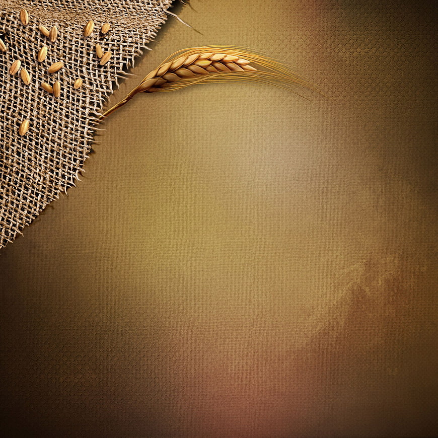 Wheat ear and grains on burlap background