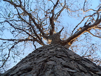 Low angle view of textured tree trunk against blue sky