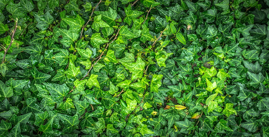 Wet Green English Ivy Leaves Background Texture