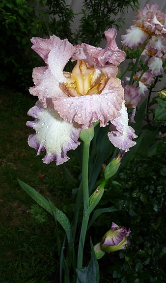 Close-up of purple iris flower with raindrops