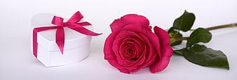 Pink Rose and Heart-Shaped Gift Box on White Background