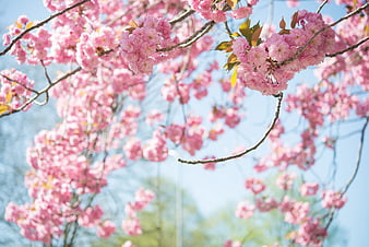 Pink Cherry Blossoms Against Blue Sky