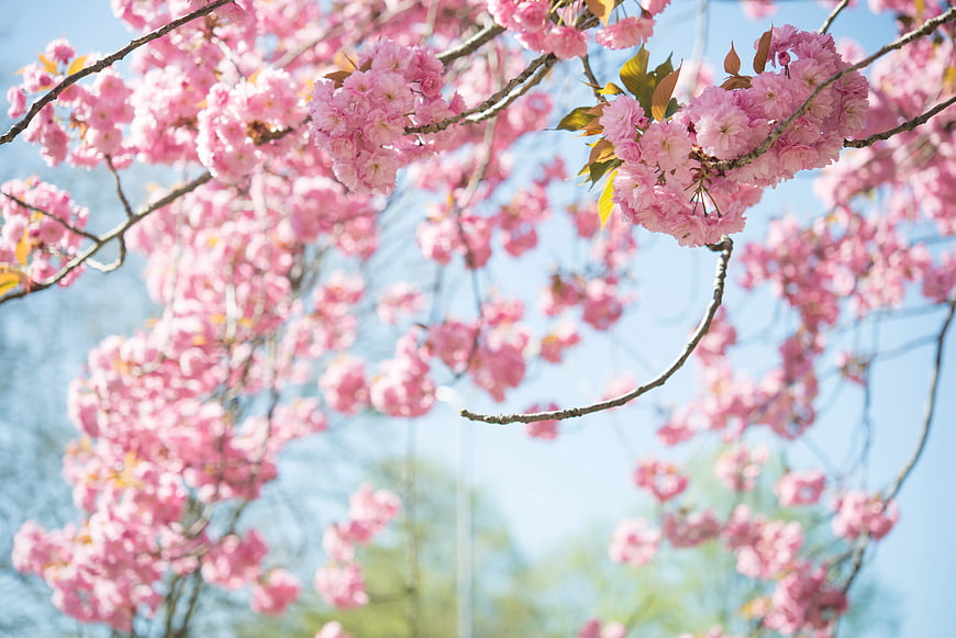 Pink Cherry Blossoms Against Blue Sky