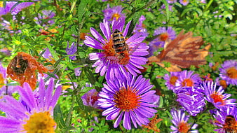 Honeybee Pollinating Purple Aster Flowers in Garden