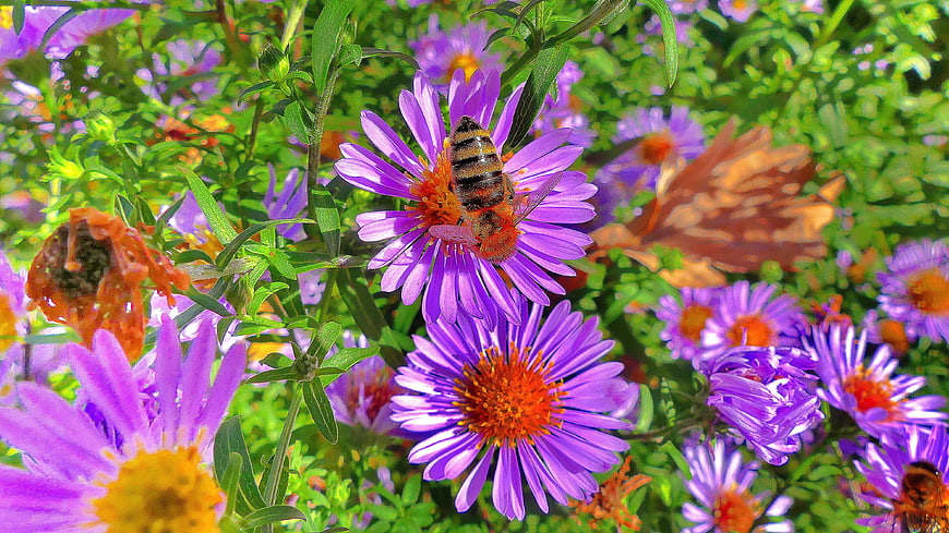 Honeybee Pollinating Purple Aster Flowers in Garden