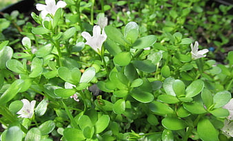 Close-up of green purslane plant with white flowers
