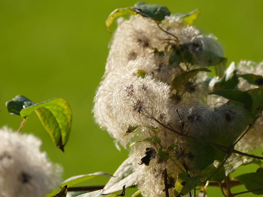 Close-up of fluffy clematis seed heads in autumn sunlight