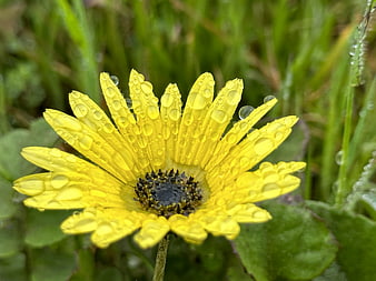 Close-up of yellow flower with water droplets on petals