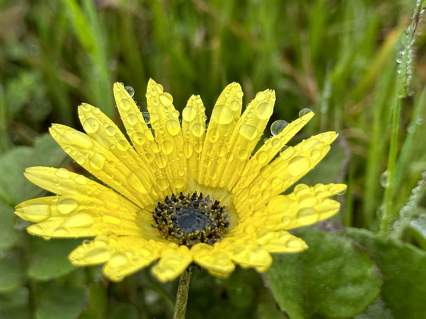 Close-up of yellow flower with water droplets on petals