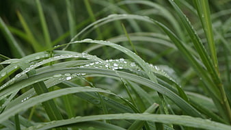 Close-up of green grass blades with fresh raindrops