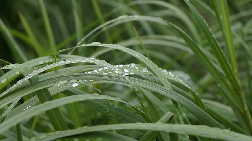 Close-up of green grass blades with fresh raindrops