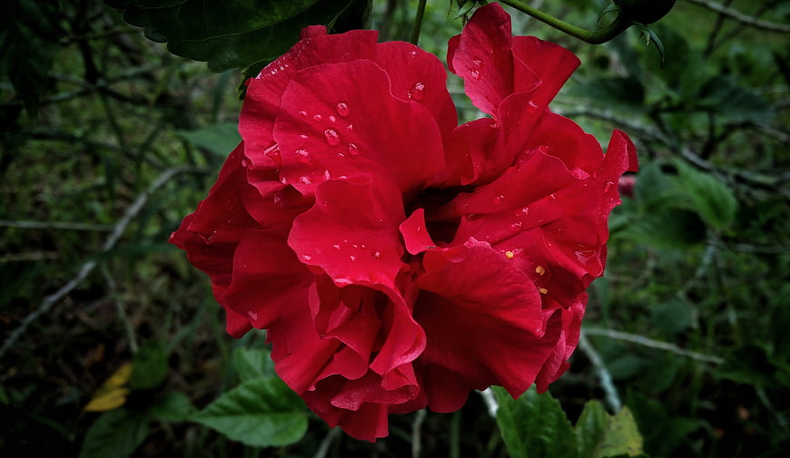 Vibrant Red Hibiscus Flower with Raindrops