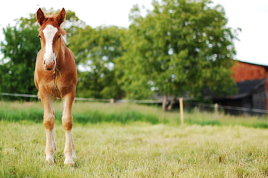 Cute brown foal with white blaze walking in green pasture