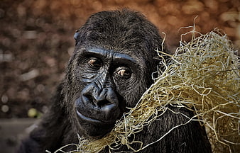Close-up portrait of a gorilla holding dry hay