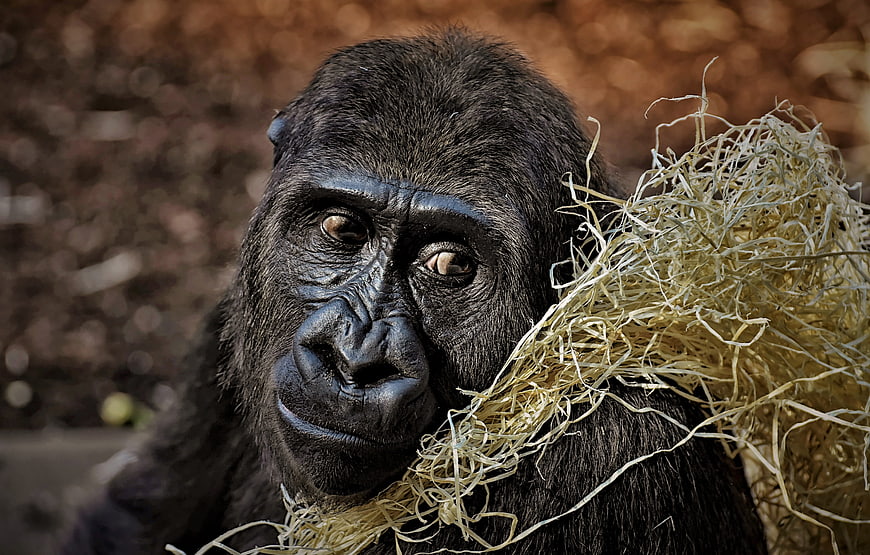 Close-up portrait of a gorilla holding dry hay