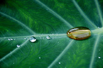 Macro Water Droplets on Green Leaf Veins