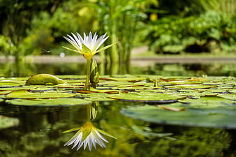 White Water Lily with Reflection in Green Pond
