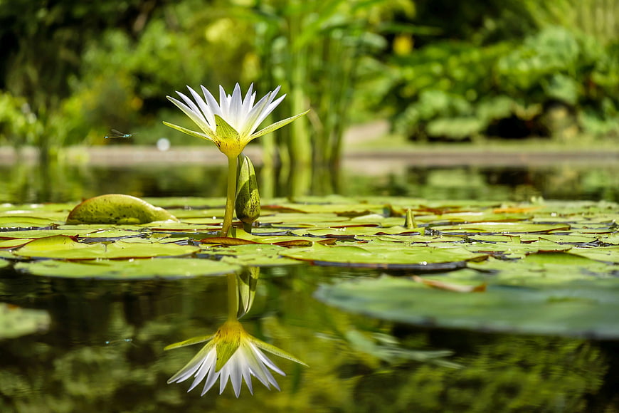 White Water Lily with Reflection in Green Pond