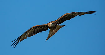 Raptor Soaring Against Clear Blue Sky
