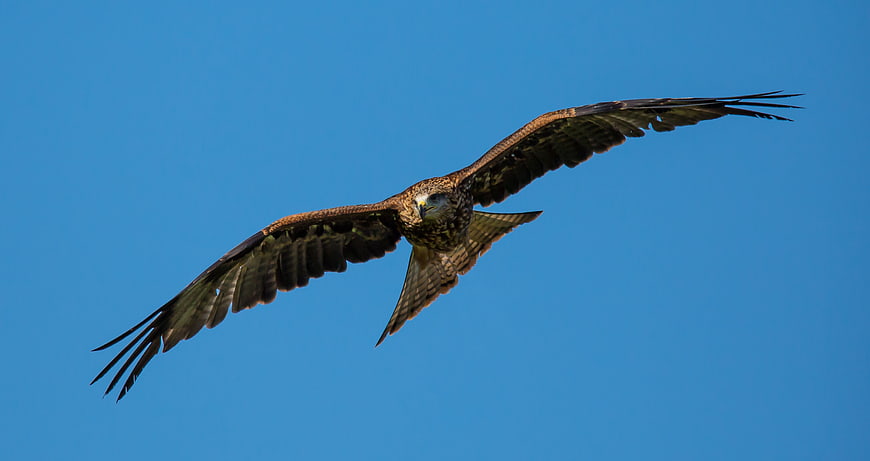Raptor Soaring Against Clear Blue Sky