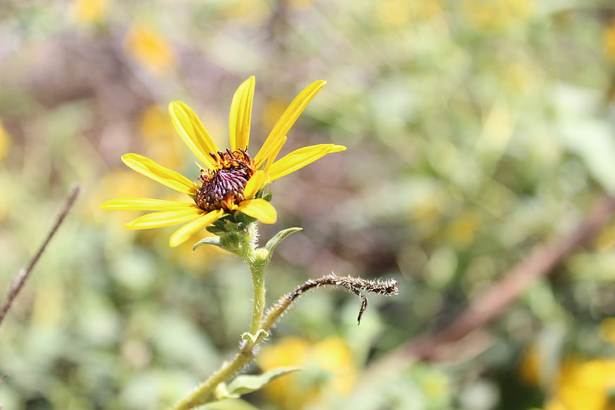 Close-up of a yellow wildflower with a dark center in a field