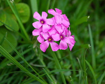 Vibrant Pink Oxalis Flowers in Green Grass