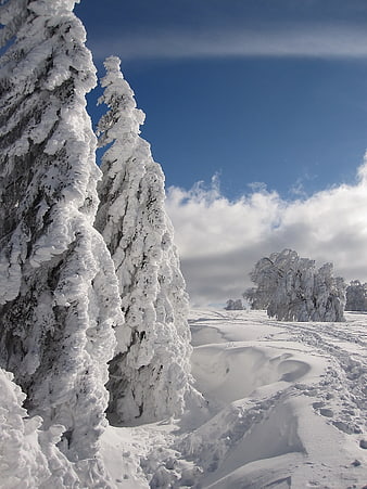 Snow-covered fir trees in a winter landscape with blue sky
