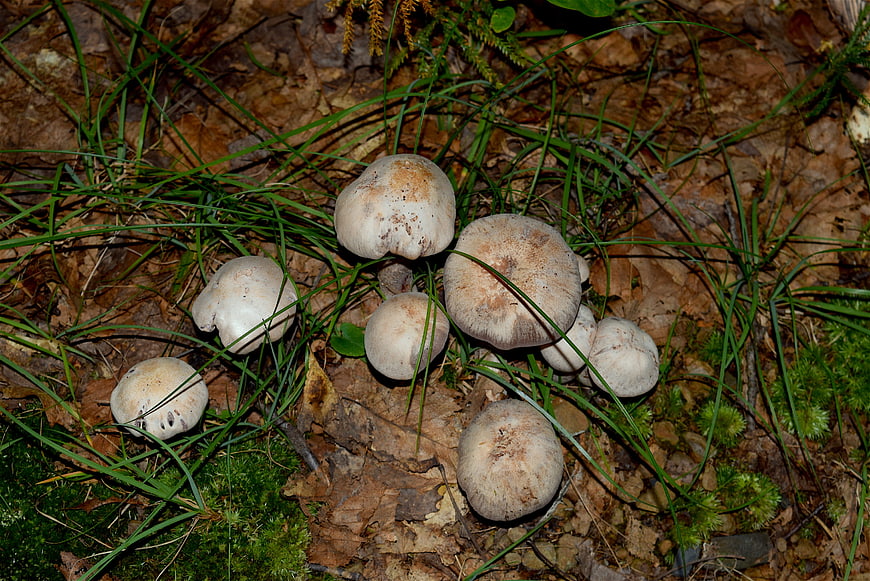 Cluster of wild mushrooms growing in forest grass