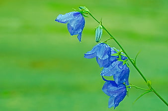 Blue Bellflowers with Water Droplets on Green Background