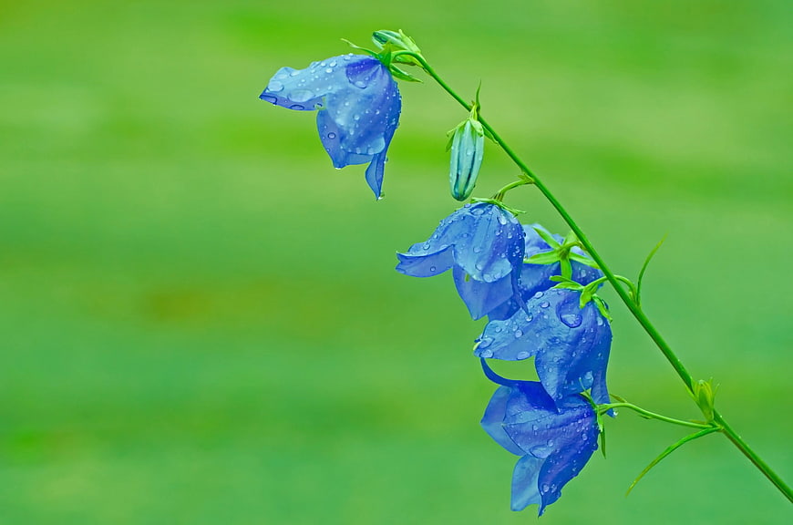 Blue Bellflowers with Water Droplets on Green Background