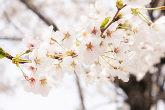 White Cherry Blossoms on Branch with Soft Blurred Background