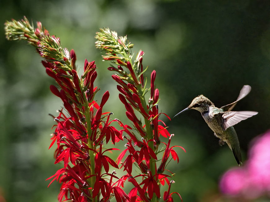 Hummingbird Hovering Near Red Cardinal Flower
